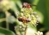 Eristalinus taeniops